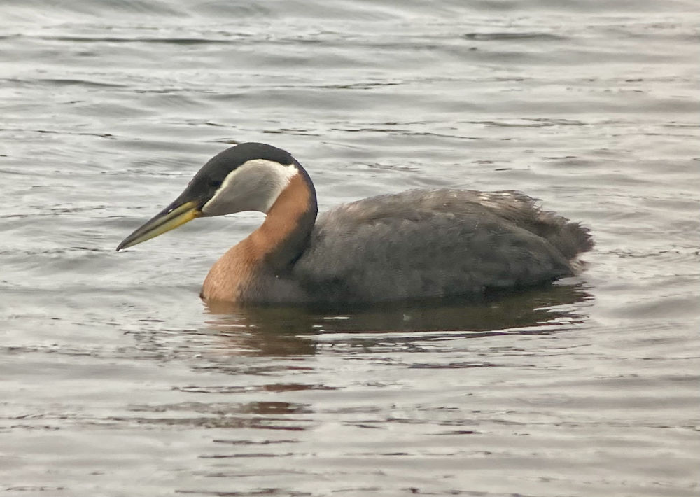 VENT Grand Alaska Part II Nome Pre Trip 6 11 2025 6 16 2025 Red Necked Grebe, Nome, Alaska, June 12, 2025, Barry Zimmer 1000